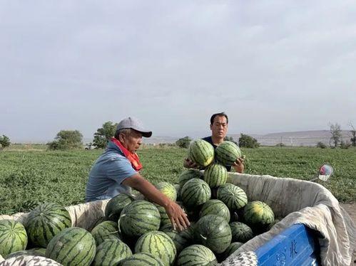 大漠吃瓜客网
